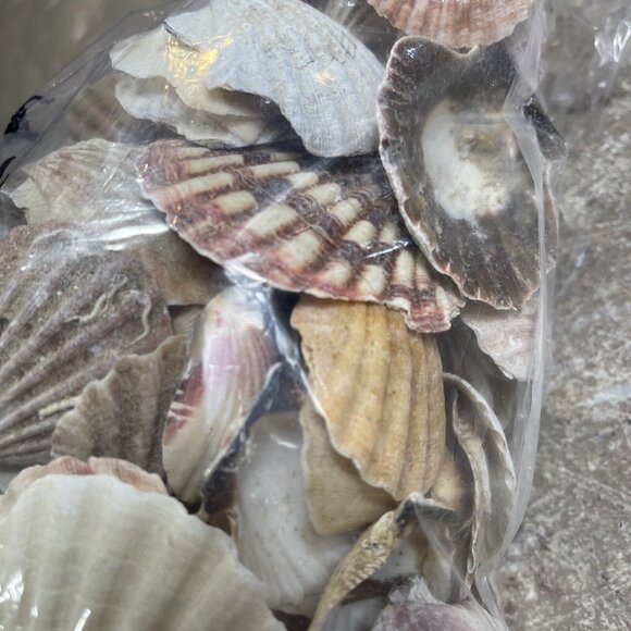 2.6 Lbs Pounds White / Multicolor Calico Scallop Seashells Beach  1" to 1  1/2" - Picture 1 of 8